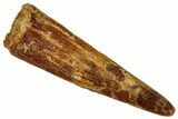 Fossil Pterosaur (Siroccopteryx) Tooth - Morocco #329038-1